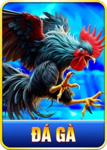 đá gà rr88